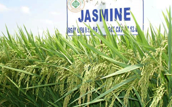 Gạo Jasmine là gì?